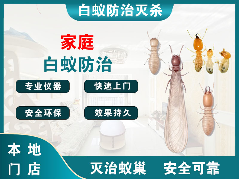 仪征市家庭白蚁防治