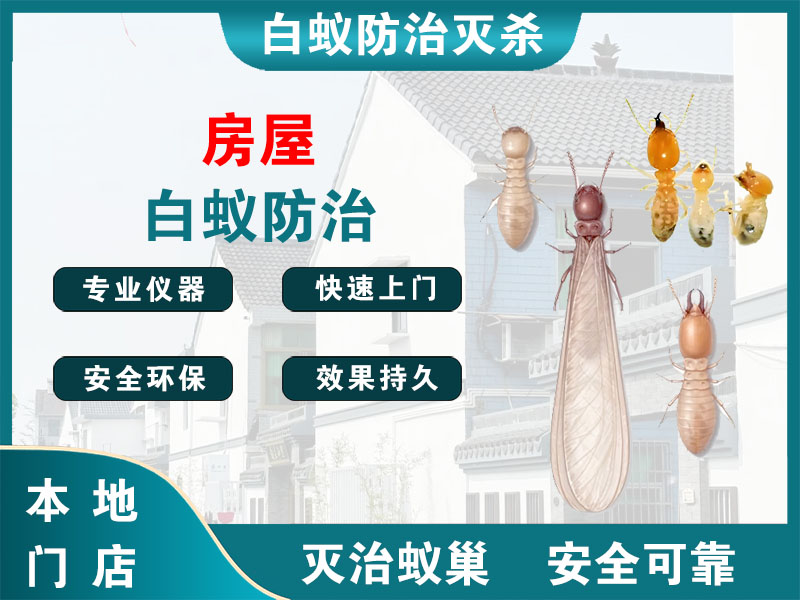 仪征市房屋白蚁防治